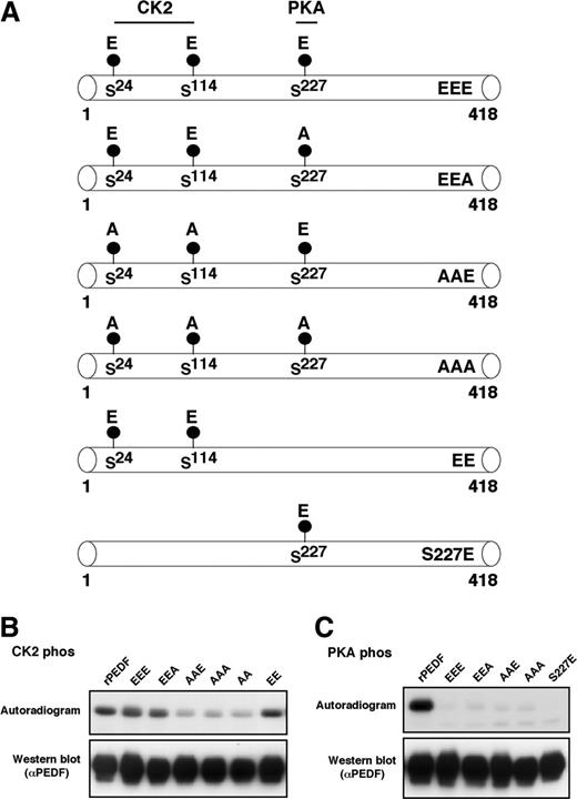 Figure 2. CK2 and PKA in vitro phosphorylation of PEDF triple mutants. (A) Schematic representation of the localization of Ser24, Ser114, and Ser227. The indicated residues were mutated to Ala or Glu to form the various triple mutants. (B-C) rPEDF and rPEDF mutants (indicated) were phosphorylated by CK2 (B) or PKA (C) as described in “Materials and methods.” Reaction was arrested by sample buffer and phosphorylated products were analyzed by 10% SDS-PAGE that was followed by exposure to autoradiography (top panels) and immunoblotted with anti-PEDF antibody (bottom panels).