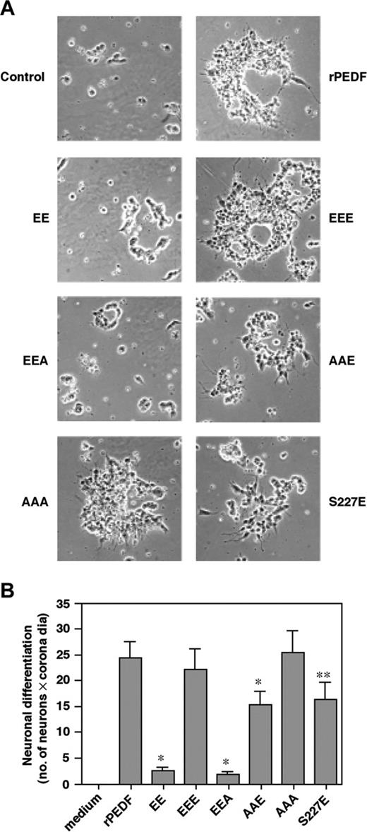 Figure 4. The effect of rPEDF and its mutants on PEDF-induced neurotrophic activity. (A) Retinoblastoma Y-79 cells (2.5 × 105 cells/mL) were incubated with rPEDF or the rPEDF mutants (all at 20 nM) in MEM supplemented with 2 mM l-glutamine, antibiotics, and 0.1% ITS. After 7 days in culture, the cells were transferred onto poly-d-lysine–coated plates, and their morphology and differentiation state were visualized by a Nikon TE2000U inverted microscope equipped with a 10 ×/0.3 objective lens and connected to a DVC camera (Nikon, Melville, NY) and DVC C-View v.22 for Windows XP (DVC, Indianapolis, IN) at various times. The Y-79 morphology at 7 days after attachment is shown. (B) Quantitative analysis of the results presented in panel A is presented as a mean ± SD (n = 3). Student t test was used to analyze statistical significance of the differences between cells treated with rPEDF and cells treated with the various PEDF forms (*P < .01; **P < .05). dia indicates diameter.