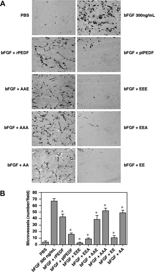 Figure 5. The antiangiogenic activity of the PEDF mutants tested with a moderate bFGF-induced neovascularization. (A) CD-1 nude mice were subcutaneously injected with 0.5 mL Matrigel containing rPEDF, plPEDF, or the mutants (all at 20 nM) in the presence or absence of bFGF (300 ng/mL). Control plugs were treated with PBS or bFGF only. After 7 days, mice were killed and the plugs were excised, fixed, sectioned, and stained. Representative fields of H&E staining of thin sections were taken using a Nikon E600 light microscope equipped with a 40 ×/0.95 objective lens and connected to a DXM1200F camera, using ACT-1 v2.62 software (Nikon). (B) Angiogenesis was quantified by counting the number of microvessels or infiltrating cells/field for 3 different cross-sectional areas and presented as a mean ± SD (n = 4). Student t test was used to analyze statistical significance of the differences between plugs treated with bFGF and plugs treated with bFGF and the various PEDF forms (*P < .01).
