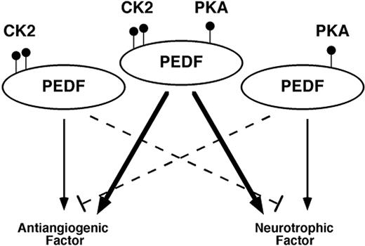 Figure 7. A schematic presentation of the differential phosphorylation states of PEDF and their effect on PEDF function.