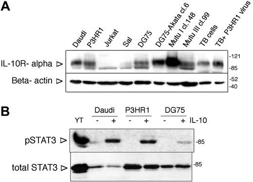 Figure 1. Expression and functionality of IL-10R in BL lines. (A) IL-10R alpha expression of BL lines assessed by SDS-PAGE and immunoblotting. Jurkat cells were used as negative control. TB indicates tonsillar B cells. The membrane was stripped and reprobed with anti-β-actin antibody to serve as loading control. On all immunoblots the arrowheads on the left side indicate the location of the specific band, whereas the numbers on the right side denote the apparent molecular weight (kDa) of the prestained protein ladder. (B) Immunoblot analysis of total cell extracts of IL-10-treated (100 ng/mL, 30 minutes) BL lines with phospho-STAT3 (Tyr705)- and total STAT3-specific antibodies. YT NK lymphoma cells were used as positive control.