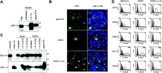 Figure 3. Induction of LMP-1 by hIL-10 in P3HR1 BL cells. (A) Total cell extracts of P3HR1 cells incubated with 100 ng/mL hIL-10 for 48 hours were analyzed for LMP-1 expression by SDS-PAGE and immunoblotting. The type III Raji and Jijoye P79 lines were included for comparison. (B) LMP-1 immunofluorescence staining of the IL-10-treated P3HR1 cells (50 ng/mL, 48 hours). The nuclei were stained with Hoechst 33258. (C) LMP-1 and BCL-6 expression of hIL-10-treated Daudi and P3HR1 cells. The cells were cultured in the presence of 100 ng/mL hIL-10 for 2 or 5 days. The membrane was first developed with anti-BCL-6 antibody then stripped and reprobed with LMP-1-specific antibody. The Akata BL/LCL pair was included as controls. (D) Flow cytometric analysis of CD10, CD80, CD83, HLA-II, and ICAM-1 (CD54) antigens in the hIL-10-treated P3HR1 cells. The cells were treated with 100 ng/mL hIL-10 for 48 hours before the staining. The fluorescence intensity in the FL2 channel was measured (logarithmic amplification) and analyzed with the CellQuest Pro program (BD Biosciences, San Jose, CA). On the histogram plots the shaded areas represent the background fluorescence of the secondary Ab-stained cells, whereas the solid black lines denote the specific staining of the untreated and hIL-10-treated cells. The mean fluorescence intensity is indicated. B958-LCL was used as positive staining control.