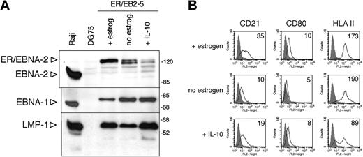Figure 5. Maintenance of LMP-1 expression by hIL-10 in ER/EB2-5 cells after estrogen removal. (A) ER/EB2-5 cells were cultured in the presence or absence of estrogen or in the presence of 50 ng/mL hIL-10 for 3 days. EBNA-2, EBNA-1, and LMP-1 expression were assayed in the same total cell extracts by SDS-PAGE and immunoblotting. The lower expression of EBNA-1 in the estrogen-treated ER/EB2-5 cells was not reproducible and was probably due to difference in loading of the sample. (B) Flow cytometric analysis of the CD21, CD80, and HLA-II antigens in the estrogen-starved, hIL-10-treated (50 ng/mL, 3 days) ER/EB2-5 cells. The fluorescence intensity in the FL2 channel was measured (logarithmic amplification) and analyzed with the CellQuest Pro program. On the histogram plots the shaded areas represent the background fluorescence of the secondary Ab-stained cells, whereas the solid black lines denote the specific staining of the untreated and hIL-10-treated cells. The mean fluorescence intensity is indicated. B958 LCL and Jurkat cells were used as positive and negative staining controls, respectively (not shown).
