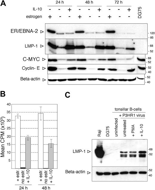 Figure 6. Induction of proliferation in the ER/EB2-5 cells by hIL-10 in the absence of EBNA-2 expression. (A) Immunoblot analysis of LMP-1, EBNA-2, c-myc, cyclin E, and β-actin expression in total ER/EB2-5 cell lysates. The cells were starved of estrogen for 3 days before the addition of hIL-10 and then harvested at the indicated time points. Total cell extracts of DG75 cells were analyzed as controls for c-myc and cyclin E expression. (B) Proliferation of the estrogen-starved ER/EB2-5 cells in the presence of hIL-10 as measured by 12-hour incorporation of radioactive thymidine. □ indicates estrogen-treated cells; ▪, nontreated cells; and , IL-10-treated cells. The mean CPM was calculated from 3 independent experiments. The error bars indicate ± SD. (C) Immunoblot analysis of LMP-1 and β-actin expression in P3HR1 virus-infected tonsillar B cells. Total cell lysates were prepared 24 hours after infection and treatment with 50 ng/mL hIL-10 or 20 ng/mL PMA.