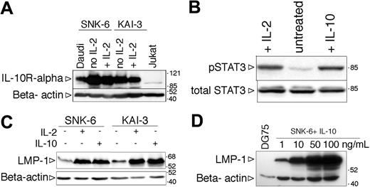 Figure 7. Induction of LMP-1 by hIL-10 in NK-cell lymphoma lines. (A) Expression of IL-10R assessed by SDS-PAGE and immunoblotting in total cell lysates of SNK-6 and KAI-3 cells cultured in the presence or absence of hIL-2. The membrane was stripped and reprobed with anti-β-actin antibody to serve as loading control. (B) Immunoblot analysis of total cell extracts of IL-2- or IL-10-treated SNK-6 with phospho-STAT3 (Tyr705)- and total STAT3-specific antibodies. (C) LMP-1 and β-actin expression in IL-2- or IL-10-treated (48 hours) SNK-6 and KAI-3 cells assessed by SDS-PAGE and immunoblotting. Of note: all immunoblots of NK lymphoma line extracts were probed with the less sensitive anti-LMP-1 monoclonal Ab mixture CS1-4 (in comparison with the anti-LMP-1 S12 monoclonal Ab used in all the previous figures). (D) LMP-1 and β-actin immunoblot of SNK-6 cells treated with 1, 10, 50, or 100 ng/mL hIL-10 for 48 hours.