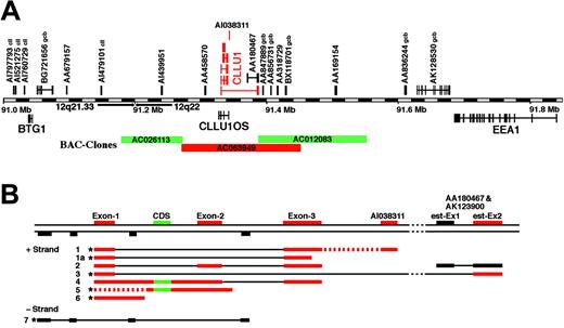 Figure 2. Genomic organization and structure of CLLU1 transcripts. (A) Organization of genes and ESTs in the 12q21.33 to 12q22 region. Genes above the bar are transcribed from the +strand and genes below from the -strand; gene names and accession numbers for ESTs are indicated. Expression of all the transcripts was analyzed by RT-PCR (Figure 3), and transcripts that were differentially expressed between patients with and without somatic hypermutations are shown in red. Many of the ESTs have been identified in CLL or germinal center B cells (indicated with cll and gcb, respectively). The 3 BAC clones that were used for FISH (Figure 5) are indicated. (B) Identified CLLU1 transcripts. Exons are colored red and black as in panel A, and the putative coding sequence is shown in green; introns are shown as thin black lines; dotted red lines denote that transcripts with the indicated sequences may be present. *Transcripts were cloned as cDNAs; other transcripts were detected by RACE or RT-PCR. The sequences of transcripts 1 to 7 have been submitted to the EBI database and given accession numbers AJ845162-8.
