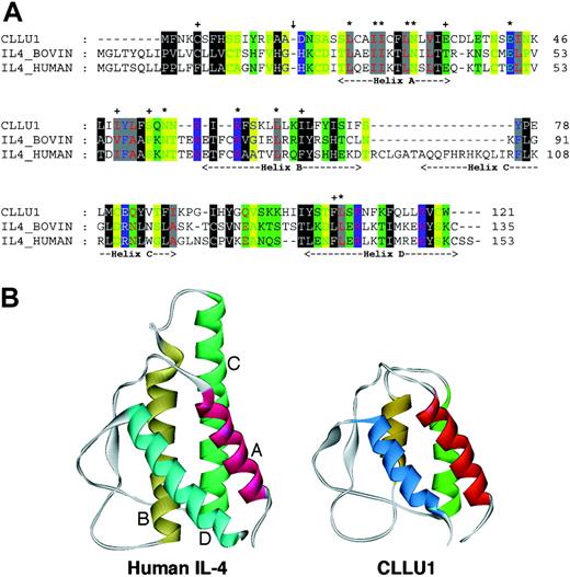 Figure 6. Similarity between the CLLU1-encoded protein and IL-4. (A) Alignment of the peptide sequences of CLLU1 and IL-4 from bovine and human. Residues that are similar in their physiochemical properties in all 3 sequences are colored according to hydrophobic (white on black), aromatic (blue on gray), aliphatic (red on gray), polar (black on green), amphoteric (red on green), charged (white on blue), negative (green on blue), positive (red on blue), small (green on yellow), tiny (blue on yellow), glycine (yellow on red), and proline (blue on red). An asterisk indicates residues that are identical in all 3 sequences; +, residues that are conserved in CLLU1 and either bovine or human IL-4. The arrow indicates the position where the signal peptide is cleaved in human and bovine IL-4, and the extent of the 4 α-helixes is shown below the sequences. (B) Three-dimensional structure of human IL-4 (left) and the theoretic CLLU1 structure (right). The 4 α-helices are labeled A, B, C, and D.