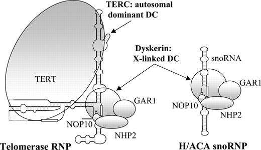 Figure 1. A sketch of the telomerase and H/ACA small nucleolar ribonucleoprotein complexes. sno indicates small nucleolar; RNP, ribonucleoprotein. Based on information from Chen and Greider,13 Wang and Meier,14 Narayanan et al,15 and Dragon et al.16