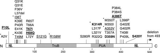 Figure 2. Amino acid substitutions in dyskerin. A linear representation of the protein shows the location of the nuclear localization signals (NL) and the TruB and PUA domains. Vertical bars show the positions of the amino acid substitutions. Those in bold are presented in this paper; those underlined are seen in patients with HH; those with asterisks are seen repetitively.