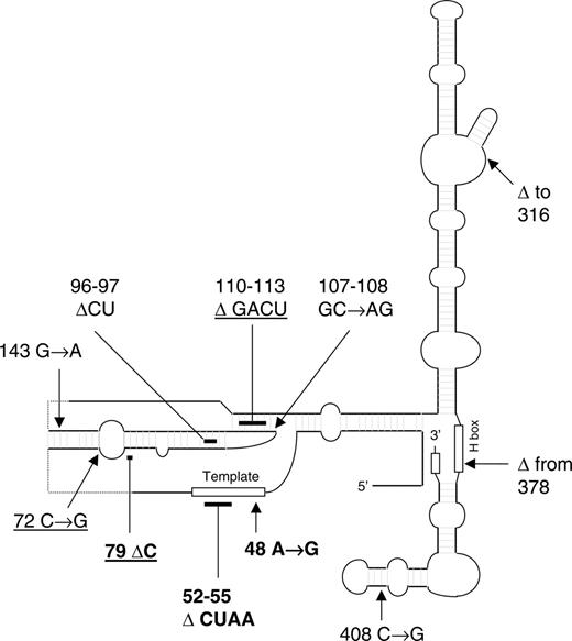 Figure 4. TERC mutations in the DCR. The 11 TERC mutations that we have identified in patients in the DCR are shown on a sketch of the TERC molecule (based on information from Chen and Greider13). Mutations identified in patients presenting with AA are underlined. The 3 novel mutations are in bold. Arrows indicate point mutations or the location of breakpoints of large deletions; bars, small deletions.