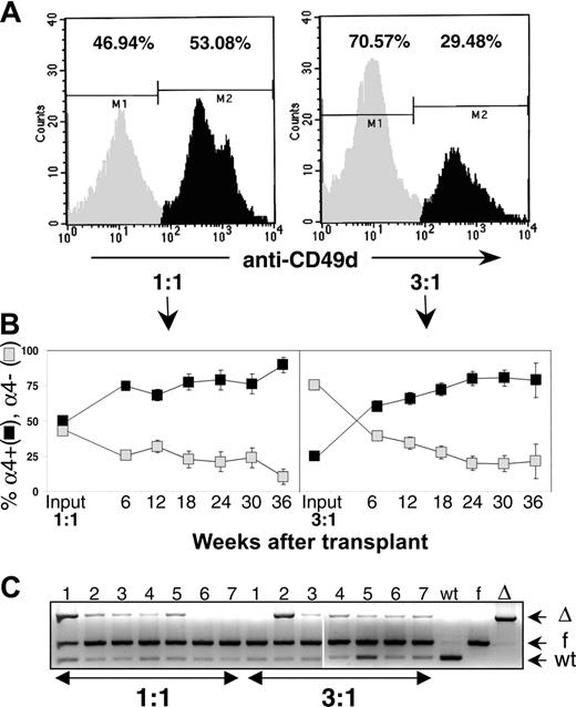 Figure 3. Competitive repopulation experiments with 1:1 or 3:1 α4Δ/Δ (= test) to α4+/+ (= competitive) cell ratio. (A) FACS profiles of pooled 1:1 BM or 3:1 BM samples showing proportions of α4- () versus α4+ (▪) cells (CFU-C ratio of T:C cells was 6:1 in the latter). (B) PB-cell evaluation for α4 positivity shows an early and progressive reconstitution by α4+ competitor cells from 6 to 36 weeks after transplantation (P = .04, , percent α4-; ▪, percent α4+). (C) Genomic PCR in 14 surviving mice (7 from 1:1 and 7 from 3:1) from competitive repopulation at 36 weeks. Note the predominant presence of floxed (f) allele (= competitor) compared to deleted (Δ) one and a minor presence of WT allele from hosts (likely contaminating CD45- cells). Predominant reconstitution by α4f/f (= competitors) was also corroborated by CFU-C cultures, showing mostly G418-resistant colonies (α4f/f are neo+) from competitor cells. Only 2 mice (no. 1 from 1:1 and no. 2 from 3:1) show appreciable numbers of (Δ) allele corresponding to higher proportions of α4- cells. Error bars represent standard error of the mean.