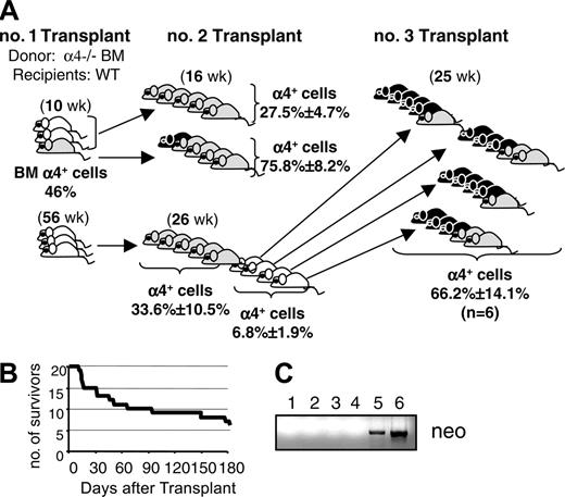 Figure 5. Transplantation of α4- (Δ/Δ) BM or α4- (Δ/Δ) PB cells in lethally irradiated recipients. (A) Transplantation outcomes of mice given α4Δ/Δ BM donor cells killed at 10 or 56 weeks after transplantation (Table 1). Secondary transplantations (Table 3) were done at 10 or 56 weeks after primary transplantation and were tested 16 and 26 weeks after secondary transplantation (white mice, < 10% α4+ cells; gray mice, > 10% α4+ cells; black mice, dead). Note the tendency in all secondary transplant recipients for reconstitution by surviving α4+ cells from hosts (gray mice). In tertiary transplants, there was only 30% survival (B), and the 6 surviving mice (no. 1-6 in Figure 5C) were reconstituted mostly (mice no. 1-4) by host cells that were neo-negative (= WT). Two mice (no. 5, 6) showing neo+ in panel C were not reconstituted by unablated α4f/f cells, but by host cells, since these recipients were f/f/cre(-)/neo+ mice.