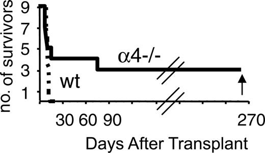 Figure 6. Survival of mice that received transplants of 0.3 mL PB from α4+/+ or α4-/- (Δ/Δ) mice. All recipients of α4+/+ blood died early, whereas one third of α4-/- PB recipients survived long term.