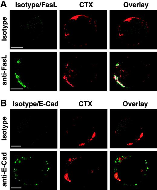 Figure 1. Clustering of cell surface FasL in lipid rafts. 293T cells were transfected with a full-length FasL or E-cadherin expression plasmid and stained either with isotype control, anti-FasL, or anti-E-cadherin antibody (green). Lipid rafts were detected by staining with cholera toxin β subunit (CTX, red). Lipid raft clustering was induced by incubation with anti-CTX antibody. Confocal microscopy images for FasL(A) and E-cadherin (B) as nonraft-localized negative control are shown. Colocalization between lipid rafts and FasL, respectively. E-cadherin was analyzed using Imaris software and is depicted in white. Original magnification × 1000. Bars indicate 5 μm. A typical experiment of 5 is shown.