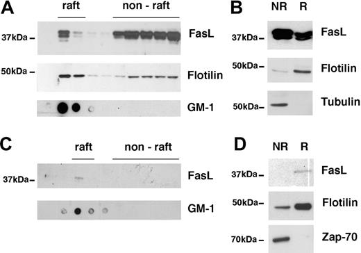 Figure 2. Partial localization of FasL in lipid rafts. (A) 293T cells were transfected with full-length FasL and lipid rafts were isolated using the sucrose gradient method. FasL and flotillin in the raft and nonraft fractions were detected by Western blot, GM1 by dot blot. A typical experiment of 6 is shown. (B) 293T cells were transfected with FasL as described and lipid rafts were isolated using the short method. FasL, flotillin, and tubulin were detected by Western blot. NR indicates nonraft fraction; R, raft fraction. A typical experiment of 20 is shown. (C) Human peripheral blood T-cell blasts were stimulated with PMA and ionomycin, and lipid rafts were isolated using the sucrose density method. FasL in the raft and nonraft fractions was detected by Western blot, GM1 by dot blot. A typical experiment of 3 is shown. (D) Detection of FasL, flotillin, and Zap-70 in nonraft (NR) and raft (R) fraction of human T-cell blasts using the short raft isolation method. A typical experiment of 3 is shown.