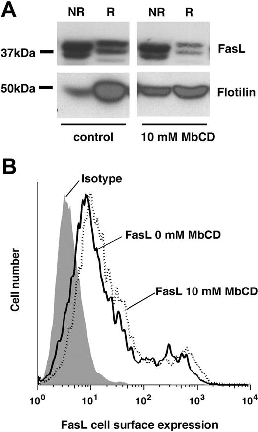 Figure 3. Methyl-β-cyclodextrin extrudes FasL from lipid rafts. (A) FasL-transfected 293T cells were treated for 30 minutes with control or 10 mM MbCD and rested for 30 minutes in medium, and lipid rafts were isolated. FasL and flotillin were detected by Western blot. NR indicates nonraft fraction; R, raft fraction. Typical experiments of 5 are shown. (B) FasL-transfected 293T cells were treated with MbCD as described and FasL cell surface expression was detected by flow cytometry. A typical experiment of 3 is shown.