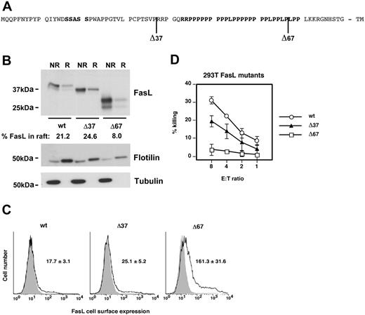 Figure 5. Role of proline-rich domain in FasL lipid raft localization. (A) Schematic organization of the FasL cytoplasmic tail. Positions of FasL cytoplasmic mutants are indicated. Putative signaling domains are in bold. TM indicates transmembrane domain. (B) 293T cells were transfected with full-length or different FasL cytoplasmic deletion mutants (Δ37, Δ67) and lipid rafts were isolated using the short method. FasL, flotillin, and tubulin were detected by Western blot. NR indicates nonraft fraction; R, raft fraction. The percentage of FasL in lipid rafts was determined densitometrically. A typical experiment of 5 is shown. (C) 293T cells were transfected with full-length FasL or deletion mutants and cell surface FasL expression was detected by flow cytometry. Shaded histograms, isotype control; black lines, anti-FasL staining. Numbers indicate mean fluorescence intensities of triplicates ± SD. (D) FasL activity was measured by induction of target cell killing. Target cell killing was normalized for unequal cell surface expression of full-length and mutant FasL constructs (C) by dividing percent DNA fragmentation with the mean fluorescence intensity of FasL cell surface expression. A typical experiment of 4 is shown.