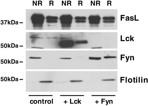 Figure 6. Role of the FasL-interacting proteins Lck and Fyn in lipid raft recruitment. 293T cells were cotransfected with full-length FasL and vector control, Lck, or Fyn. Lipid rafts were isolated, and FasL, Lck, Fyn, and flotillin were detected by Western blot. NR indicates nonraft fraction; R, raft fraction. A typical experiment of 5 is shown.