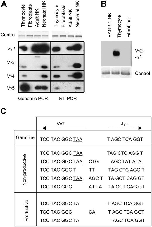 Figure 2. TCRγ gene rearrangement and expression in NK cells. (A) Southern hybridization with Jγ1-specific oligonucleotide probe of genomic PCR (left) or RT-PCR (right) of IL-2–activated adult and neonatal NK cells to test for rearrangement of TCRγ locus and expression of rearranged TCRγ genes. Thymocytes are the positive control, and fibroblasts (L cells) are the negative control. Nkg2a PCR and glyseraldehyde-3-phosphate dehydrogenase (Gapdh) RT-PCR were used as control. (B) NK-cell DNA from adult Rag2–/– was tested by genomic PCR for Vγ2-Jγ1 rearrangement as in panel A. (C) Sequences of neonatal NK-cell RT-PCR products for Vγ2-Cγ1 transcripts. Only the sequences at the junction of Vγ2-Jγ1 are shown. The in-frame stop codon in Vγ2 is underlined.