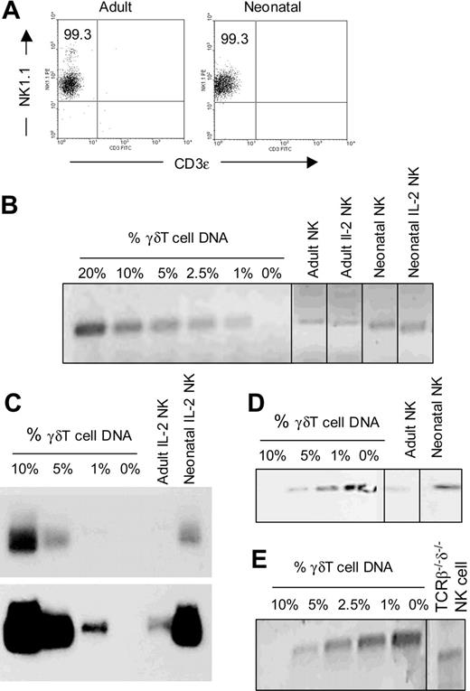 Figure 3. Low frequency of NK cells with rearranged TCRγ genes. (A) Purity of IL-2–activated NK-cell samples from adult and neonatal mice after 2 rounds of cell sorting. The numbers show the percentages of NK cells (NK1.1+CD3–). (B) Genomic PCR (Vγ2-Jγ1) performed with γδT-cell DNA and fibroblast DNA mixed at various ratios and with fresh and IL-2–activated adult and neonatal NK cells. The PCR products were analyzed by agarose gel electrophoresis and stained with ethidium bromide. (C) Southern hybridization to Jγ1 probe of the genomic PCR products generated from IL-2–activated NK cells from adult and neonatal mice in panel B. The top panel shows a short exposure of the Southern blot, whereas the bottom panel shows a long exposure to visualize rearranged Vγ2-Jγ1 in adult NK cells. (D) Southern blot of genomic PCR, as in panel C, but with freshly isolated adult and neonatal cell DNA. (E) The frequency of IL-2–activated NK cells from TCRβ–/–δ–/– mice with Vγ2-Jγ1 rearrangement was estimated by genomic PCR and ethidium bromide staining of agarose gel as in panel B. Gels divided by lines are groupings of images from different parts of the same gel.