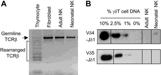 Figure 4. TCRβ and TCRδ gene rearrangements in NK cells. DNA from purified IL-2–activated adult and neonatal NK cells was tested by genomic PCR for TCRβ (A) or TCRδ (B) rearrangement. (A) Genomic PCR using primers specific to Dβ2 and Jβ2.6 genes was analyzed by agarose gel electrophoresis and stained with ethidium bromide. The largest band represents nonrearranged germ line TCRβ locus, whereas multiple smaller bands represent TCRβ gene rearrangements. Thymocyte DNA was used as positive control, and fibroblast DNA was used as negative control. (B) Genomic PCR (Vδ4-Jδ1 or Vδ5-Jδ1) performed with γδT-cell DNA and fibroblast DNA mixed at various ratios and with fresh and IL-2–activated adult and neonatal NK cells. The PCR products were analyzed by agarose gel electrophoresis, blotted, and hybridized to Jδ1-specific oligonucleotide probe. Gels divided by lines are groupings of images from different parts of the same gel.