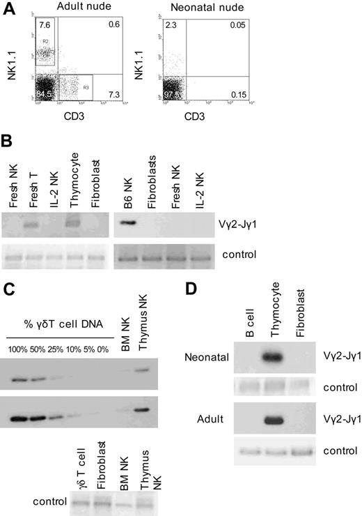 Figure 5. Lack of TCRγ gene rearrangement in nude mouse NK cells and B6 mouse B cells. (A) Percentages of NK (NK1.1+CD3–) cells and T (NK1.1–CD3+) cells in the spleen of 1-year-old (left) and 3-day-old (right) nude mice. (B) Agarose gel electrophoresis and ethidium bromide staining of genomic PCR (Vγ2-Jγ1) of IL-2–activated and fresh NK cells from adult and neonatal nude mice. T cells that accumulate in aged nude mice were also isolated from spleen of the same adult mouse by cell sorting. Thymocytes were used as positive control and fibroblasts (L cells) were used as negative control. Genomic PCR for a part of Nkg2a gene confirms that comparative amounts of template DNA was used for all the genomic PCR. (C) Southern blot with Jγ1 probe of genomic PCR products generated from IL-2–activated NK cells from adult thymuses and BM and γδ T-cell and fibroblast DNA mixed at various ratios. The middle panel is a longer exposure of the same membrane. The bottom panel shows control Nkg2a PCR confirming that comparable amounts of DNA were used for the analysis. (D) Southern blot with Jγ1 probe of genomic PCR (Vγ2-Jγ1) of B6 adult and neonatal splenic B (CD19+CD3–). Genomic PCR for a part of Nkg2a gene confirms the presence of B-cell DNA.