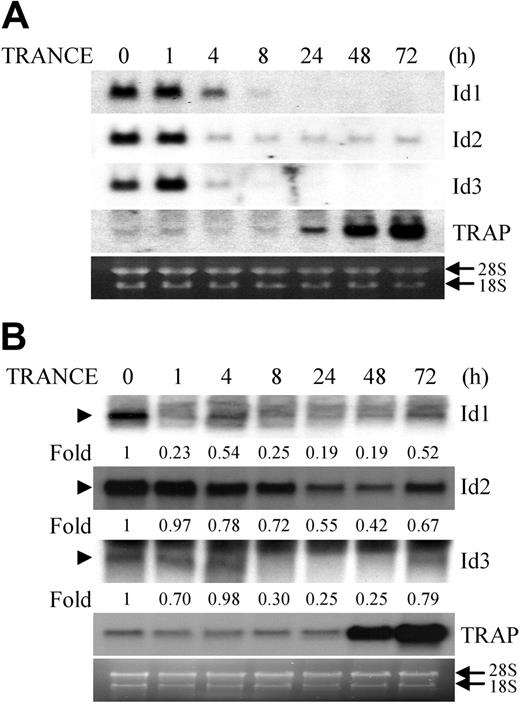 Figure 1. TRANCE down-regulates the expression of Id genes during osteoclastogenesis. RAW264.7 cells (A) and BMMs (B) were cultured for the indicated time in the presence of TRANCE (A) and M-CSF, and TRANCE (B), respectively. Total RNA was collected from each time point and analyzed by Northern blot using probes for Id1, Id2, Id3, and TRAP. The relative amounts of Ids were shown under the figures (B). Arrows indicate ribosomal RNA; arrowheads, the bands representing Id1, Id2, or Id3.