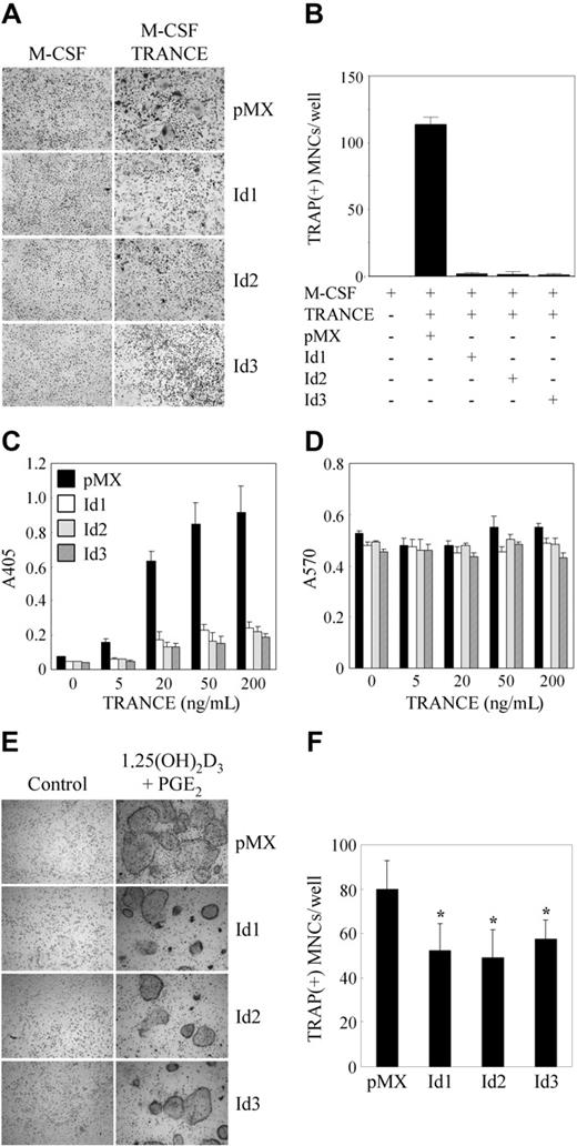 Figure 2. Overexpression of Id genes in BMMs inhibits osteoclastogenesis. (A-B) BMMs were transduced with pMX-IRES-EGFP (control), Id1, Id2, or Id3 retrovirus and cultured for 3 days with M-CSF alone or M-CSF and TRANCE. (A) Cultured cells were fixed and stained for TRAP (original magnification, × 100). (B) Numbers of TRAP-positive multinucleated cells were counted. (C-D) BMMs were transduced with control (pMX-IRES-EGFP), Id1, Id2, or Id3 retrovirus and cultured for 3 days with M-CSF and various concentrations of TRANCE as indicated. (C) TRAP activity was determined by measuring OD values at 405 nm. (D) MTT assay results were determined by measuring OD values at A570. (E-F) BMMs were transduced with pMX-IRES-EGFP (control), Id1, Id2, or Id3 retrovirus and cocultured for 6 days with osteoblasts in the presence of 1,25(OH)2D3 and PGE2. (E) Cultured cells were fixed and stained for TRAP (original magnification, × 100). (F) Numbers of TRAP-positive multinucleated cells were counted (*P < .05). Results are representative of at least 3 independent sets of similar experiments (A-F). Data represent means ± SDs of triplicate experiments. Cells were observed under a Leica DMIRB microscope equipped with an N Plan 10×/0.25 objective lens (Leica, Wetzlar, Germany). Images were obtained through a Leica IM50 using Leica IM 4.0 software (Leica, Cambridge, United Kingdom).