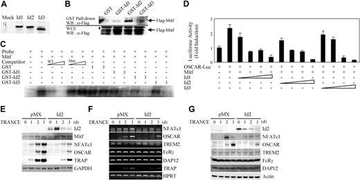 Figure 5. Ids down-regulate the gene expression of OSCAR through interaction with Mitf, as well as that of NFATc1. (A) 35S-labeled mock, Id1, Id2, or Id3 protein was incubated with Flag-Mitf immobilized on M2-sepharose beads, respectively. After washing, retained 35S-labeled mock, Id1, Id2, or Id3 protein was examined by SDS-PAGE and autoradiography. (B) 293T cells were cotransfected with GST, GST-Id1, GST-Id2, or GST-Id3 plasmid together with Flag-Mitf plasmid. After 36 hours of transfection, cell lysates were immunoprecipitated with Flag-Mitf immobilized on M2-sepharose beads. The beads were washed, resolved by SDS-PAGE, and detected by Western blotting using anti-Flag antibody (top panel). Whole-cell extracts (WCE) were also subjected directly to Western blot (WB) analysis with same antibody (bottom panel). (C) Full-length murine Mitf cDNA was prepared from TNT rabbit reticulocyte lysate as described in “Methods and materials.” Oligonucleotides spanning E-box 2 in the murine OSCAR promoter was used as probe for EMSA. Specific binding was determined by cold competition using unlabeled wild- or mutant-type probe at 10- and 100-fold molar excess concentrations (lanes 3-6). Mitf lysate and probe were incubated with indicated amounts (1-3 μg) of GST, GST-Id1, GST-Id2, or GST-Id3 (lanes 7-14). Results are representative of at least 2 independent sets of similar experiments. (D) 293T cells were cotransfected with 0.1 μg OSCAR 1.7-kb promoter luciferase reporter and 0.25 μg Mitf plasmid together with indicated amounts (0.2-2 μg) of plasmid expressing Id1, Id2, or Id3. Each well was also cotransfected with 20 ng β-galactosidase expression vector to control for transfection efficiency. Luciferase activities were normalized to β-galactosidase activity as expressed by the cotransfected plasmid. The level of 1.7-kb OSCAR reporter construct in the presence of empty expression vector was set to 1. Data represent the mean and the SE of triplicate samples. Results are representative of at least 3 independent sets of similar experiments. (E-G) BMMs were transduced with control (pMX-IRES-EGFP) or Id2 retroviruses and cultured for the indicated days with M-CSF and TRANCE. Northern blot analysis (E), RT-PCR (F), and Western blot analysis (G) were performed to assess the expression of the indicated genes.