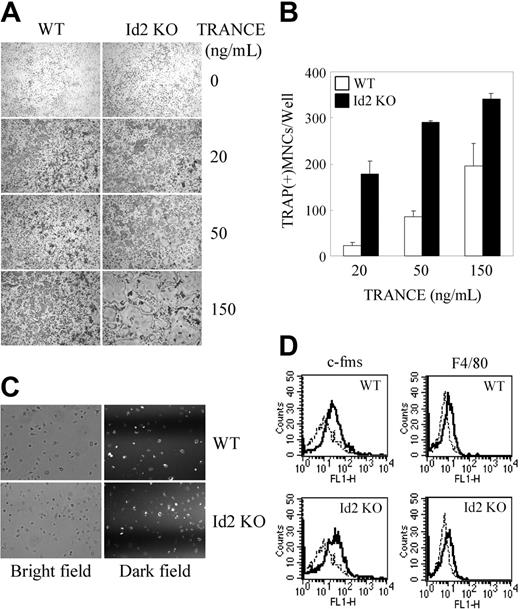 Figure 6. Deficiency of Id2 enhances TRANCE-mediated osteoclast formation. (A-B) BMMs derived from WT or Id2 KO mice were incubated for 3 days with M-CSF and an increased concentration of TRANCE. (A) Cultured cells were fixed and stained for TRAP (original magnification, ×100). (B) Numbers of TRAP+ MNCs were counted. (C) BMMs from WT or Id2 KO mice were analyzed for phagocytosis as described in Figure 3 (original magnification, ×100). (D) BMMs from WT or Id2 KO mice were stained for FACS analysis with anti-F4/80 and anti–c-fms (solid line) or control IgG (dotted line). Data represent means ± SDs from triplicate experiments. Images were acquired as described for Figure 2.
