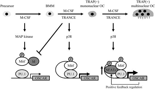 Figure 7. A schematic model of OSCAR gene regulation via transcription factors during osteoclastogenesis. M-CSF and TRANCE induce the formation of TRAP+ multinuclear osteoclasts from BMM. Upon stimulation, activated MAP kinases regulate transcription factors such as Mitf and NFATc1, subsequently leading to the up-regulation of the OSCAR gene during osteoclastogenesis. OSCAR and NFATc1 show positive feedback regulation.