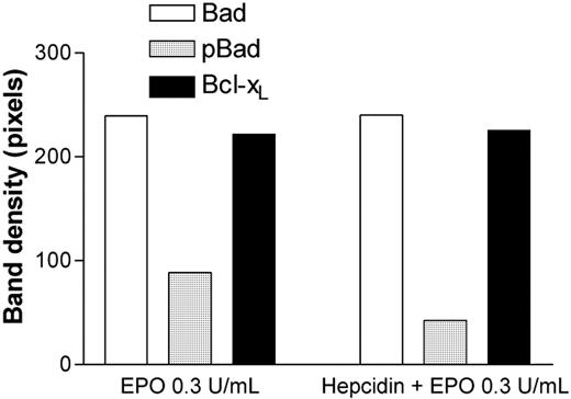 Figure 2. Effects of exposure to 100 ng/mL hepcidin on Bad, pBad, and Bcl-xL expression in HCD57 erythroleukemia cells at rhEpo 0.3 U/mL. pBad expression is significantly reduced relative to total Bad or Bcl-xL expression after exposure to hepcidin (P = .02, ANOVA). ACTH(1-24) (100 ng/mL) had no effect on pBAD expression by HCD57 cells.