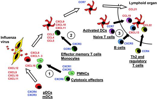 Figure 4. Model of DC migration and sequential effector-cell attraction. Blood DCs expressing, at the steady state, CXCR4 and CXCR3, can migrate through virally infected tissues, expressing CXCL12, CXCL9, CXCL10, and CXCL11. There, they can penetrate the tissues. Upon encountering the virus, they start to release at the first step CXCL16, CXCL1, CXCL2, CXCL3, CXCL7, and CXCL8. These CKs attract Th1 effectors cells expressing CXCR6 and neutrophils expressing CXCR2 (no. 1 in figure). Later, activated DCs secrete CCL2, CCL3, CCL4, CCL5, and CCL8, which essentially attract CCR5-expressing memory T lymphocytes and monocytes (no. 2). Upon maturation, DCs up-regulate CCR7 and down-regulate CXCR4, allowing, with l-selectin expression, their migration to high endothelial venules expressing CCL21 in lymphoid organs. In the T-cell area, activated pDCs secrete CCL19 and CXCL13, which respectively attract CCR7-expressing naive T cells and CXCR5-expressing naive B cells (no. 3). They also secrete CCL22, attracting CCR4-expressing Th2 and CD4+CD25+ regulatory cells (no. 3).