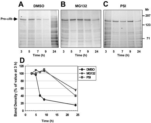 Figure 2. The half-life of pro-αIIb is prolonged in the presence of proteasome inhibitors. (A-C) Pulse-chase analyses were performed as described in Figure 1 on HEK293 cells stably expressing αIIb alone in the presence of DMSO (vehicle control; A) or either of the proteasome inhibitors MG132 (B), or PSI (C). (D) The densities of the pro-αIIb bands from a representative experiment are plotted as a percentage of the density at 3 hours after the chase.