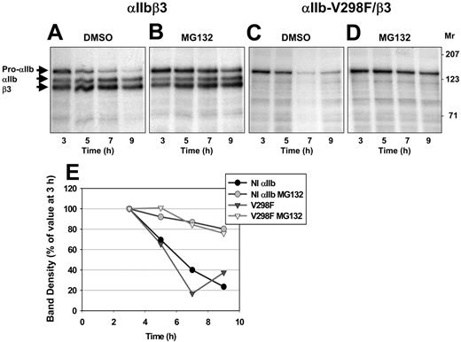 Figure 3. The t1/2 values of normal pro-αIIb and VFαIIb subunits expressed with β3 are prolonged in the presence of a proteasome inhibitor. Pulse-chase analyses were performed as described in Figure 1 on HEK293 cells transiently transfected with β3 and either normal αIIb or mutant VFαIIb in the presence of either DMSO (A,C), or MG132 (B,D). (E) The density of the pro-αIIb bands of one representative experiment are plotted as a percentage of their 3-hour postchase density. The normal pro-αIIb and pro-VFαIIb subunits disappeared from the cells cultured in DMSO with t1/2 values of 5 ± 2 (n = 3) and 5 ± 3 (n = 5) hours, respectively. Disappearance of both the normal and mutant pro-αIIb subunits was delayed in the presence of MG132 to 11 plus or minus 2 hours (n = 3, P = .03), and 14 plus or minus 10 hours (n = 5, P = .05), respectively.
