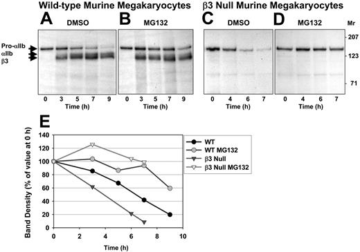 Figure 4. The half-lives of murine pro-αIIb are prolonged in the presence of a proteasome inhibitor in both wild-type and β3-null murine megakaryocytes. Megakaryocytes generated from the bone marrow of WT (A-B) and β3-null mice (C-D) were cultured in the presence of DMSO or MG132, and the cells were lysed at the times indicated. Samples were analyzed as described in Figure 1. (E) The densities of the pro-αIIb bands from a representative experiment are plotted as a percentage of the density at 0 hours. The disappearance of pro-αIIb subunits was delayed in WT megakaryocytes and significantly delayed in β3-null megakaryocytes in the presence of MG132 4 plus or minus 2 hours versus 9 plus or minus 5 hours (n = 3), and 3 plus or minus 2 hours versus 7 plus or minus 2 hours (n = 6; P = .01), respectively. This indicates that pro-αIIb is degraded by a proteasomal mechanism in WT and β3-null murine megakaryocytes.