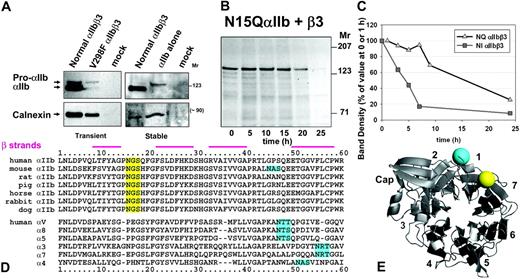 Figure 5. Normal and mutant αIIb subunits associate with calnexin. (A) Whole-cell lysates of cells either transiently or stably expressing normal αIIbβ3, VFαIIb plus β3, or αIIb alone were immunoprecipitated with antibodies against αIIb, subjected to SDS-PAGE, and then immunoblotted with mAbs against αIIb (PMI-1, top left panel, or H-160, top right panel) or calnexin (AF8, bottom left panel, or SPA-865, bottom right panel). Calnexin was coprecipitated from cells expressing normal αIIbβ3, either transiently or stably, VFαIIb plus β3, and cells expressing αIIb alone, but not from mock (vector-only)–transfected cells. As a loading control, equivalent amounts of whole-cell lysate from each cell type were subjected to SDS-PAGE and immunoblotted with anticalnexin, revealing that equal amounts of total calnexin had been loaded (data not shown). (B,C) Pulse-chase analysis demonstrated a markedly prolonged t1/2 for pro-N15QαIIb (17 ± 2 hours) as compared with normal pro-αIIb (5 ± 2 hours, n = 3, P < .001), and failure of pro-N15QαIIb to undergo normal processing to mature N15QαIIb or to form the N15QαIIb-β3 complex normally. (D) The top panel shows the sequence alignment of the first 60 amino acids of human αIIb with αIIb from mouse, rat, pig, horse, rabbit, and dog. The bottom panel shows the sequence alignment of the corresponding residues of human αV, α8, α5, α3, α7, and α4. N-linked glycosylation consensus sequences at position 15 are highlighted in yellow, and those at other positions are in cyan. Residues comprising β strands are indicated in magenta. (E) Location of N15 in the αIIbβ propeller, and the relative location of N45 in αV. Propeller blades are numbered 1 through 7 and the Cap domain is indicated. In the crystal structures of both subunits, residues at position 15 are located at the top outer corner of the first propeller blade, whereas residues at approximately position 45 lie at the apex of the next upward-facing loop of the same blade, thus occupying a position adjacent to residue 15 on the propeller's surface.23,24