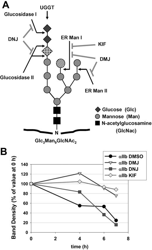 Figure 6. Inhibition of N-linked core oligosaccharide processing impairs degradation of normal pro-αIIb in murine megakaryocytes. (A) The N-linked core oligosaccharide that is added to nascent polypeptide chains in the ER contains 14 saccharide units in a branched configuration. Enzymes that are involved in the modification of this glycan are shown, along with inhibitors of these enzymes. represents the mannose that is removed by ER mannosidase I. The checkered diamond represents the single glucose in the oligosaccharide structure that is recognized by calnexin. (B) Pulse-chase analyses were performed as described in Figure 1 on bone marrow megakaryocytes from β3-null mice in the presence or absence of the inhibitors 1, deoxy-mannojirimycin (DMJ), deoxynojirimycin (DNJ), or kifunensine (KIF). Whole cell lysates were immunoprecipitated with a combination of mAbs to αIIb (B1B5 and M-148). ER Man I indicates ER mannosidase I; ER Man II, ER mannosidase II; UGGT, UDP-glucose:glycoprotein glucosyltransferase.