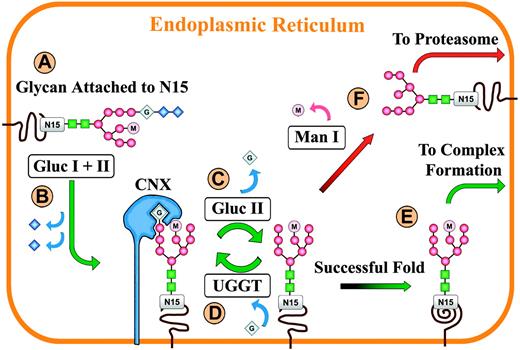 Figure 7. Model of pro-αIIb interactions with the calnexin cycle. (A) The core N-linked glycan, Glc3Man9GlcNAc2, is attached to the Asn at position 15 (N15) of pro-αIIb during translocation into the ER.(B) The glucosidases I and II (Gluc I + II) cleave off the glucose moieties, forming Glc1Man9GlcNAc2, which is the glycan form recognized by calnexin (CNX). (C) Pro-αIIb remains bound to calnexin until the third glucose moiety is cleaved off by glucosidase II. (D) The glycan formed by removal of the third glucose, Man9GlcNAc2, is a substrate for UDP-glucose:glycoprotein glucosyltransferase (UGGT), which then reattaches a glucose moiety, recreating the Glc1Man9GlcNAc2. Because incompletely folded glycoproteins (shown as squiggle) are substrates for UGGT, partially folded pro-αIIb subunits cycle between calnexin and UGGT, which provides additional time to achieve its native fold. There are 2 exits from the cycle: (E) Pro-αIIb may achieve its native fold (shown as spiral), at which point it is no longer a substrate for UGGT, and thus continues on the biogenesis pathway to complex formation with β3, or (F) the slowly active mannosidase I (Man I) may cleave the terminal mannose from the middle branch of the glycan, creating the structural signal that targets pro-αIIb to the proteasome for degradation via binding to the mannosidase-like protein EDEM and retrotranslocation out of the ER (not shown). Of note is the finding that proteasomal degradation of pro-αIIb continues at the normal rate in the presence of glucosidase inhibitors; thus pro-αIIb may proceed directly from step A to step F, without interaction with calnexin.