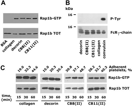 Figure 1. Integrin α2β1-dependent platelet adhesion triggers Rap1b activation. (A) Rap1b activation in platelets adherent to different ligands for integrin α2β1 Human platelets were incubated with immobilized BSA, monomeric collagen, the small proteoglycan decorin, or the collagen-derived peptides CB8(II) and CB11(II), as indicated, for 30 minutes. Active Rap1b (Rap1b-GTP) was precipitated with immobilized GST-tagged RalGDS-RBD and identified by immunoblotting with anti-Rap1 antibody. An identical amount of proteins from each cell lysate was also subjected to immunoblotting analysis with the anti-Rap1 antibody to verify the level of the protein in the different samples (Rap1b TOT). (B) None of the analyzed ligands activate platelet GPVI. The GPVI-associated FcR γ-chain was immunoprecipitated from platelets adherent to decorin, CB8(II), CB11(II), monomeric collagen, and convulxin and analyzed by immunoblotting with antiphosphotyrosine antibody (P-Tyr). The same nitrocellulose membranes were then reprobed with anti-FcR γ-chain (bottom panel). (C) Time course of integrin α2β1-dependent platelet adhesion and Rap1b activation. Human platelets were incubated with the 4 different integrin α2β1 ligands for 15, 30, or 60 minutes, as indicated. The percentage of adherent platelets was determined by a colorimetric assay and is reported above the top panel. The immunoblots show active Rap1b (Rap1-GTP) isolated by the pulldown assay with GST-RalGDS-RBD and the level of total Rap1b (Rap1b TOT) present in the lysates used for the Rap1b activation assays.