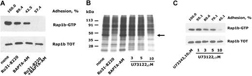 Figure 3. Role of PLC-derived second messengers on integrin α2β1-dependent activation of Rap1b. (A) Washed platelets were left untreated (none) or incubated with the PKC inhibitor Ro31-8220, with the intracellular Ca2+ chelating agent BAPTA-AM, or with both compounds, as indicated in “Materials and methods.” Platelet adhesion to monomeric collagen was evaluated after 30 minutes of incubation and is reported on the top of the panel, considering as 100% the adhesion of untreated platelets. Activated Rap1b in each sample was isolated by the pulldown assay using lysates from an identical number of adherent platelets and identified by immunoblotting (Rap1b-GTP). The bottom panel shows the level of total Rap1b present in identical aliquots of the platelet lysates used for the pulldown assay. (B) Analysis of PLC activation. 32P-labeled platelets were incubated with immobilized monomeric collagen for 30 minutes. Adherent platelets were lysed and total proteins separated by SDS-PAGE on a 5% to 15% acrylamide gradient gel. Phosphorylation of pleckstrin, the main platelet substrate for PKC, was visualized by autoradiography. The migration of phosphorylated pleckstrin is indicated by the arrow on the right, while the migration of molecular mass markers is reported on the left. Some samples of 32P-labeled platelets were preincubated with Ro31-8220, BAPTA-AM, or with the indicated concentrations of U73122, as indicated on the bottom, and analysis of pleckstrin phosphorylation was performed on the same number of adherent platelets. (C) Inhibition of PLC prevents Rap1b activation. Washed platelets were treated with increased concentrations of the PLC inhibitor U73122 or with 10 μM U73343, an inactive related compound, and then incubated with immobilized monomeric collagen. The effect of treatment with U73122 on the extent of platelet adhesion and on the accumulation of active Rap1b in the same number of adherent platelets (Rap1b-GTP), as well as the level of total Rap1b in adherent cells (Rap1b total), are reported.