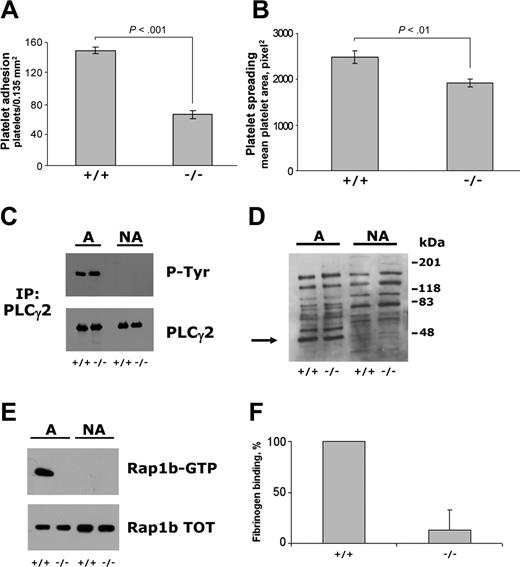 Figure 5. Analysis of platelet adhesion and integrin α2β1-dependent outside-in signaling in CalDAG-GEFI–deficient murine platelets. Platelets from wild-type (+/+) and CalDAG-GEFI–deficient (–/–) mice were incubated with immobilized monomeric collagen. Platelet adhesion (A) and spreading (B) were measured using collagen-coated glass coverslips and determined by fluorescence microscopy analysis upon staining of adherent platelets with TRITC-phalloidin. The reported results are the mean ± SD of 3 independent experiments. The statistical significance of the observed differences, calculated by the Student t test, is also shown. PLCγ2 tyrosine phosphorylation, pleckstrin phosphorylation, and Rap1b activation were analyzed in samples containing identical amount of proteins from platelets adherent to collagen-coated 60 mm–diameter dishes as well as from nonadherent platelets, indicated as A (adherent) and NA (nonadherent) on the top of panels C, D, and E. (C) PLCγ2 was immunoprecipitated with specific antibody and then analyzed by immunoblotting with antiphosphotyrosine antibody (P-Tyr), followed by immunoblotting with anti-PLCγ2 antibody, as indicated on the right. (D) Activation of PKC was analyzed on total platelet proteins from adherent and nonadherent platelets by immunoblotting with antiphosphoserine PKC substrates. The position of phosphorylated pleckstrin (47 kDa) detected in adherent but not in nonadherent platelets is indicated by the arrow on the left. On the right, the position of molecular mass markers is reported. (E) Analysis of Rap1b activation (Rap1-GTP) in the same number of adherent and nonadherent platelets, as well as the total amount of Rap1 in the cell lysate used (Rap1b-TOT), are reported. Results from panels C, D, and E are representative of 2 independent experiments. (F) The specific binding of biotinylated fibrinogen to the same number of wild-type (+/+) and CalDAG-GEFI–deficient (–/–) murine platelets adherent to monomeric collagen through integrin α2β1. Fibrinogen binding measured in adherent wild-type platelets is reported as 100%, and the data are the means ± SD of 3 separate experiments.