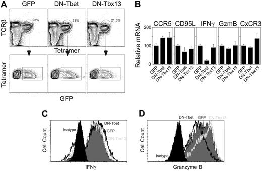 Figure 6. Expression of DN T-bet in mature Vα14i NKT cells. C57BL/6 thymocytes were depleted of CD8+ cells using anti-CD8 magnetic beads. The cells were then placed in culture in complete media supplemented with 50 ng/mL IL-15. On day 2 and 3 the cells were spin-infected using a control retrovirus (empty GFP), a dominant-negative T-bet–encoding retrovirus (DN T-bet), or a control virus encoding an irrelevant dominant-negative T-box gene (Tbx13) and replaced in culture with IL-15 for 2 to 3 more days. At the end of the culture period, the cells were harvested and stained with the CD1d tetramer and anti-TcRβ mAb. CD1d tetramer+ TcRβ+ GFP+ cells were sorted (A), placed on anti-CD3/anti-CD28–coated plates for 48 hours, washed, and further expanded in complete media with IL-2 for a week. Percentages of tetramer-positive, TCRβ+ cells are indicated. (B) Total RNA was prepared and expression levels of CCR5, FasL (CD95L), IFNγ, granzyme B, and CxCR3 were measured by quantitative PCR as in Figure 4. Results are shown as mean ± standard deviation. (C-D) Alternatively, the cells were restimulated with PMA/ionomycin and analyzed as described in Figure 4. Data are representative of 2 independent experiments.