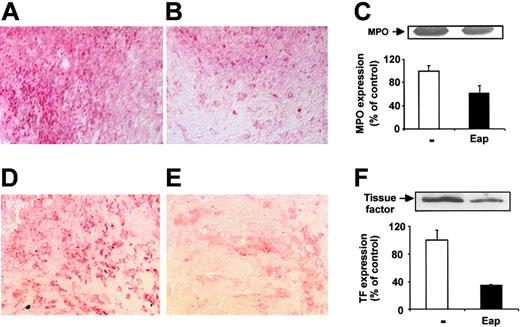 Figure 2. Inhibition of leukocyte infiltration into wounds by Eap. (A-B) Typical photomicrographs of immunohistochemical staining for the detection of neutrophils (anti-MPO) at day 1 following wound generation in the absence (A; buffer) or presence of 20 μg Eap (B) is shown. (C) The expression of MPO at day 1 following wound generation as assessed by Western blot is shown in the absence (□) or in the presence (▪) of Eap. The insert demonstrates a typical blot with staining for MPO. Densitometric data are expressed relative to control (buffer-treated wounds), and are means ± SD of 3 separate experiments. (D-E) Typical photomicrographs of immunohistochemical staining for the detection of macrophages (anti-F4/80) at day 5 following wound generation in the absence (D; buffer) or presence (E) of Eap is shown. (F) The expression of tissue factor at day 5 after wound generation as assessed by Western blot analysis is shown in the absence (□) or presence (▪) of Eap. The insert demonstrates a typical blot. Densitometric data are expressed relative to control (buffer-treated wounds), and are means ± SD of 3 separate experiments.