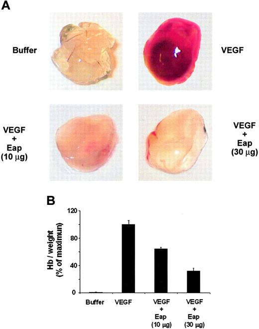 Figure 7. Inhibition of angiogenesis by Eap in the in vivo matrigel plug assay. (A) Neovascularization in the matrigel plug assay was performed without (buffer) or with VEGF (100 ng/mL) in the absence or presence of 10 μg or 30 μg Eap as indicated. Photographs of a typical experiment performed in triplicates are shown; similar results were obtained in 3 separate experiments. (B) The quantitation of neovascularization in the matrigels was performed by measuring the hemoglobin concentration. Hemoglobin concentration was expressed as milligrams of hemoglobin per grams of wet tissue. Data are expressed as a percentage of the maximum (VEGF treatment in the absence of competitors). Data are means ± SD (n = 3) of a typical experiment; similar results were observed in 3 separate experiments.
