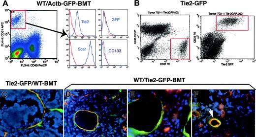 Figure 1. Analysis of GFP expression in tumor endothelial cells and BMD-ECs by fluorescence flow cytometry and microscopy in 2 GFP-transgenic mouse models: Tie2-2Gfp and Actb-Gfp. (A) Identification of tumor endothelial cells as CD31brightCD45– in single-cell suspensions of lung carcinoma tissue from WT/Actb-Gfp-BMT mice (left plot). The surface phenotype of these lung tumor endothelial cells was Tie2+Sca1+CD133–, and the vast majority of them were GFP– (ie, local vessel–derived). In red, isotype-matched IgG staining; for GFP, the control represents cell suspensions of tumors grown in wild-type mice. (B) Identification of tumor endothelial cells (CD31brightCD45–) in single-cell suspensions of mammary carcinoma tissue from Tie2-Gfp mice (left plot). All the Tie2+ cells (identified by detecting the Gfp reporter gene using flow cytometry) were also positive for CD31 (right plot). (C-F) Representative images of histochemical analysis of GFP+ cells in functional tumor vessels after perfusion staining using tomato lectin (shown in red; blue represents DAPI nuclear staining). (C) Mammary carcinoma vessels in Tie2-Gfp mice after BMT from nontransgenic FVB donors; most of the blood-perfused endothelial lining was composed of locally derived GFP+ cells. (D) Spontaneous metastasis of lung carcinoma after primary tumor resection in a WT/Tie2-Gfp-BMT mouse; BMD-ECs were detected in larger diameter-size blood vessels. (E) The new vessels formed shortly after mammary tumor-cell implantation under the pial surface of the brain in a WT/Tie2-Gfp-BMT mouse contained a high proportion of BMD-ECs. (F) Spontaneous squamous cell carcinoma vessels in a WT/Tie2-Gfp-BMT mouse; BMD-ECs were occasionally detected in perfused blood vessels (arrow). Functional endothelial cells in C-F were identified by Texas-Red–labeled streptavidin (Molecular Probes, Eugene, OR) staining of biotinylated-lypopersicon lectin (Vector Labs, Burlingame, CA) infused in the mice prior to sacrifice, and were imaged using a BX61WI confocal microscope (Olympus, Tokyo, Japan). The images were captured using Olympus FluoView software and were analyzed using Adobe Photoshop CS2 software (Adobe Systems, San Jose, CA). Images are 423 μm across in panels C, E, and F and 310 μm across in panel D, using Olympus 40×/1.00 NA (panels C, E, and F) and 60×/1.35 NA (panel D) oil objectives.