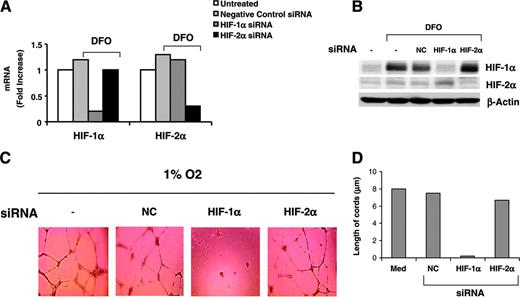 Figure 2. HIF-1α, but not HIF-2α, mediates hypoxic induction of cord formation in HUVECs. HUVECs were seeded in a 10 mm dish and transfected with a negative control siRNA (NC) or siRNA specific for HIF-1α or HIF-2α. Cells were then treated in the absence or presence of DFO (100 μM) for 6 hours. HIF-1α and HIF-2α mRNA expression (A) was analyzed by real-time PCR, and HIF-1α and HIF-2α protein accumulation (B) was measured by immunoblotting.(C) HUVECs transfected with the indicated siRNA were subjected to hypoxic conditions for 16 hours in GF– medium, and cord formation was examined. Results are representative of 4 independent experiments. (D) Length of cords from the experiment shown in panel C was quantified using the Bioquant Image Analysis System. Results are presented as mean of 3 different areas examined per well.