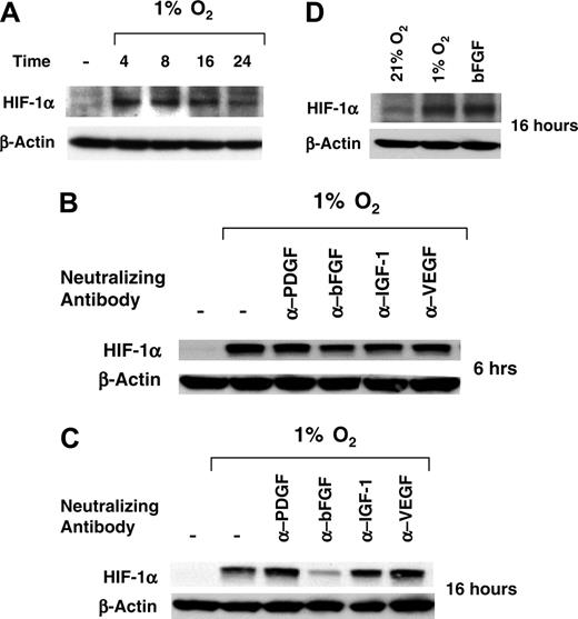 Figure 5. bFGF neutralizing antibody inhibits HIF-1α protein accumulation at a late time. (A) HUVECs were seeded in GF– medium and then cultured under normoxic or hypoxic conditions for 4, 8, 16 and 24 hours. HIF-1α protein accumulation was assessed by immunoblotting (B-C) HUVECs were seeded in GF– medium and then cultured under normoxic or hypoxic conditions for 6 or 16 hours in the presence or absence of specific neutralizing antibodies for IGF-1, VEGF, bFGF, and PDGF-BB (100 ng/mL). HIF-1α protein accumulation was assessed by immunoblotting. (D) HUVECs were seeded in GF– medium and then cultured for 16 hours under normoxic conditions in the presence or absence of bFGF (20 ng/mL) or under hypoxic conditions. HIF-1α protein accumulation was assessed by immunoblotting; β-actin is shown as loading control.