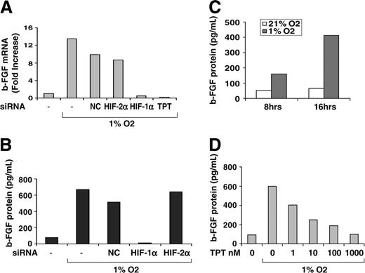 Figure 7. HIF-1α siRNA and TPT inhibit bFGF mRNA and protein accumulation. (A-B) HUVECs transfected with the indicated siRNA were seeded on Matrigel in GF– medium and cultured under normoxic or hypoxic conditions for 16 hours in the presence or absence of TPT (0.5 μM). Expression of bFGF mRNA (A) was determined by real-time PCR (expressed as fold increase relative to untreated cells), while bFGF protein production (B) was measured in supernatants as described in “Material and methods.” (C-D) HUVECs seeded as in panel A were cultured either under normoxic or hypoxic conditions for 8 and 16 hours (C) or in the presence or absence of increasing concentrations of TPT (1 to 1000 nM) for 16 hours (D). Production of bFGF protein was measured in the supernatants as described.