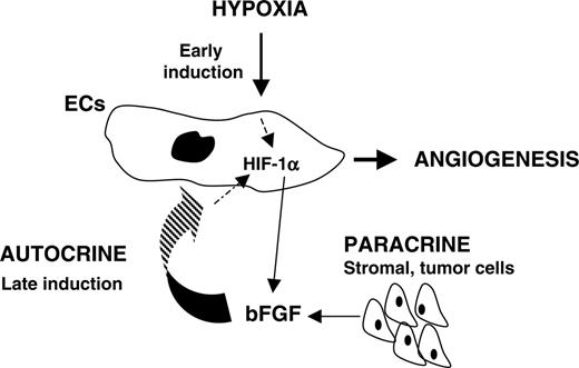 Figure 8. Schematic representation of an HIF-1α–bFGF autocrine/paracrine loop in ECs.